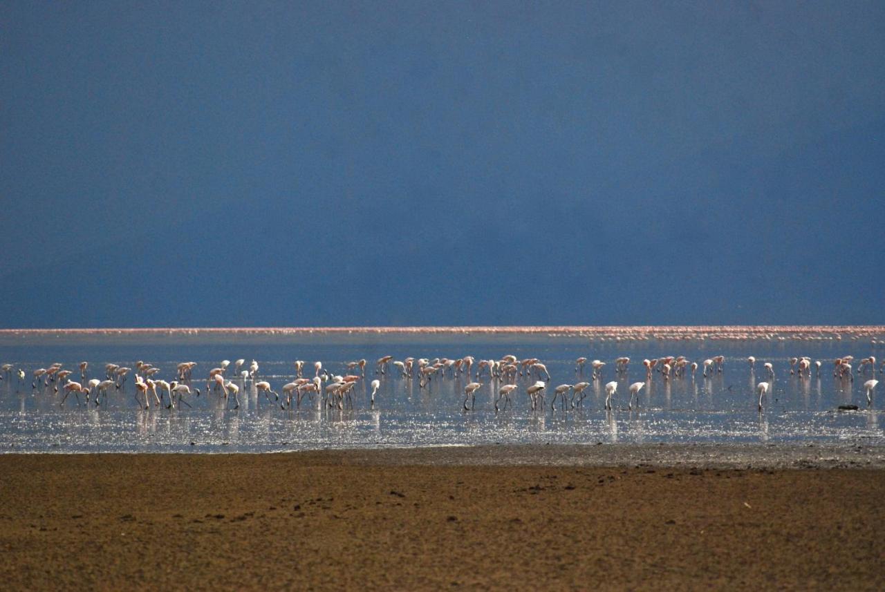 Migunga Tented Camp Mto wa Mbu Εξωτερικό φωτογραφία